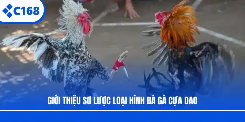 Giới thiệu sơ lược loại hình đá gà cựa dao